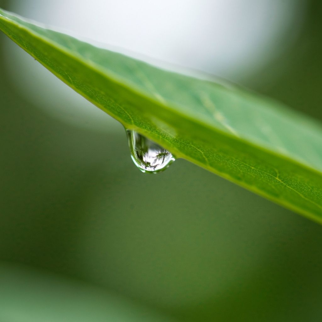 Raindrop on green leaf with soft bokeh background